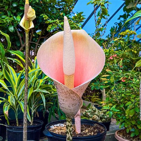 pink voodoo lily